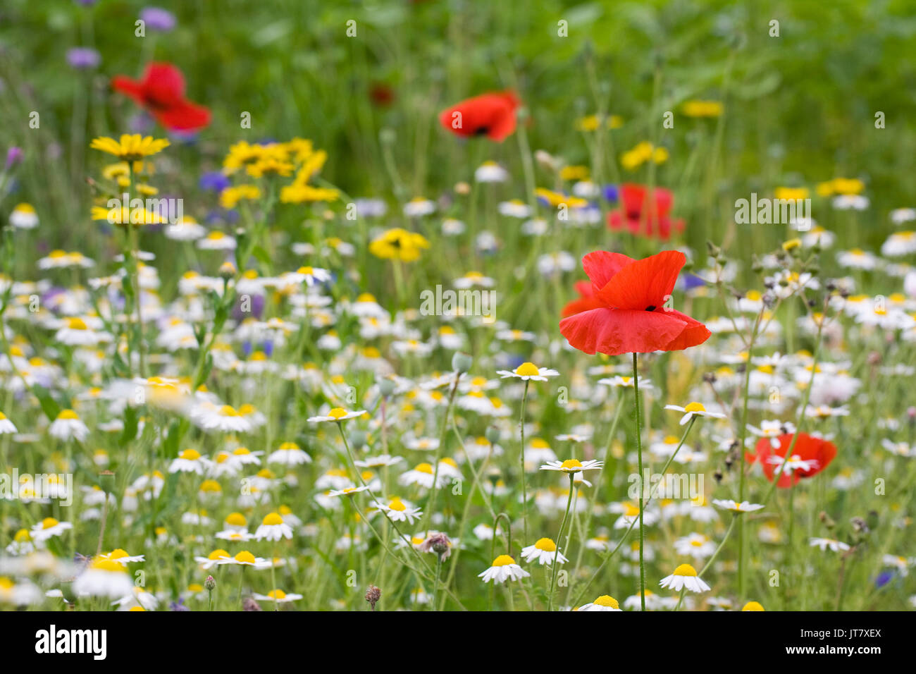 Pré de fleurs sauvages en été . Banque D'Images