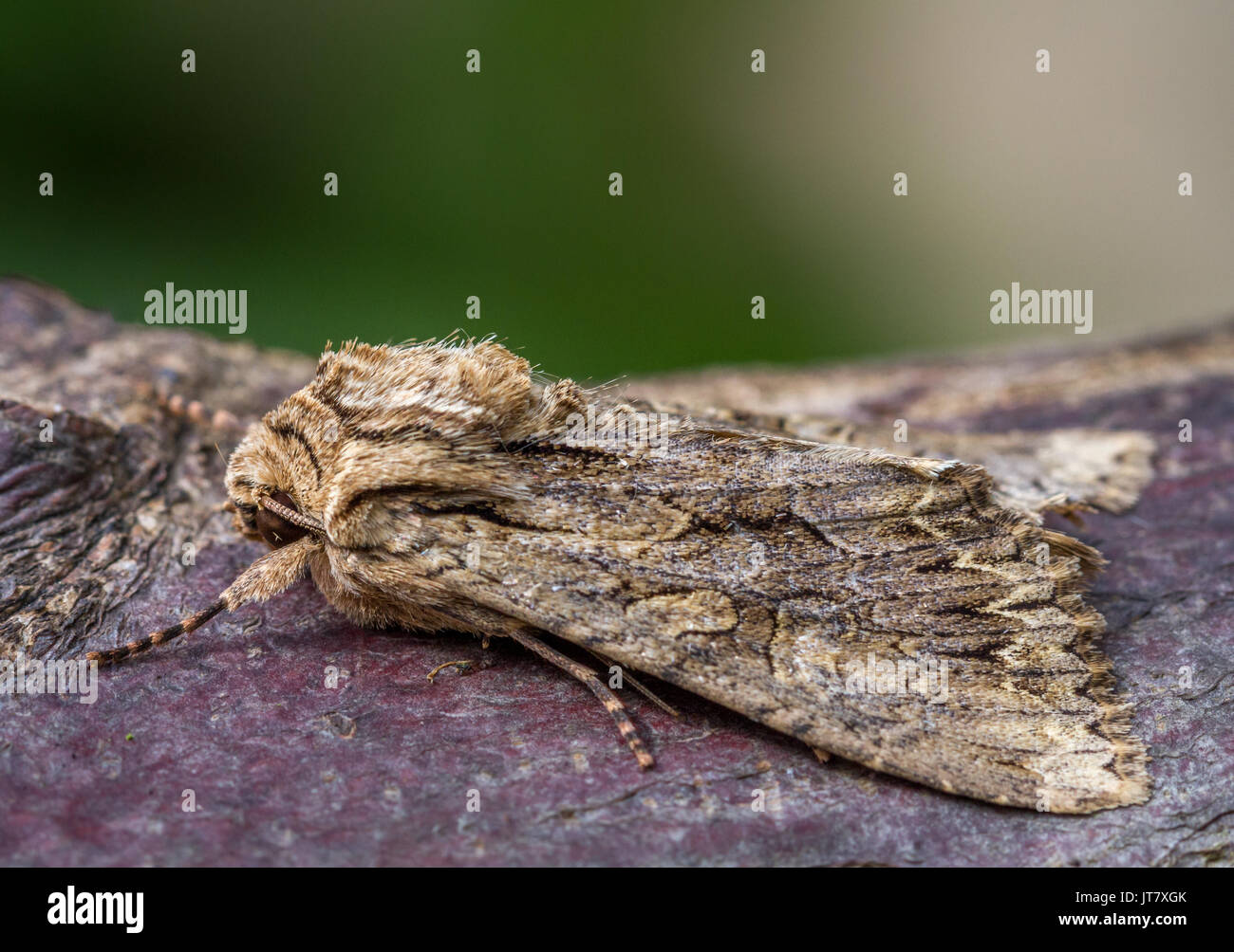 Arches sombres (apamea monoglypha) au repos sur l'écorce. La papillon de la famille des Noctuidés à Doncaster, Royaume-Uni Banque D'Images