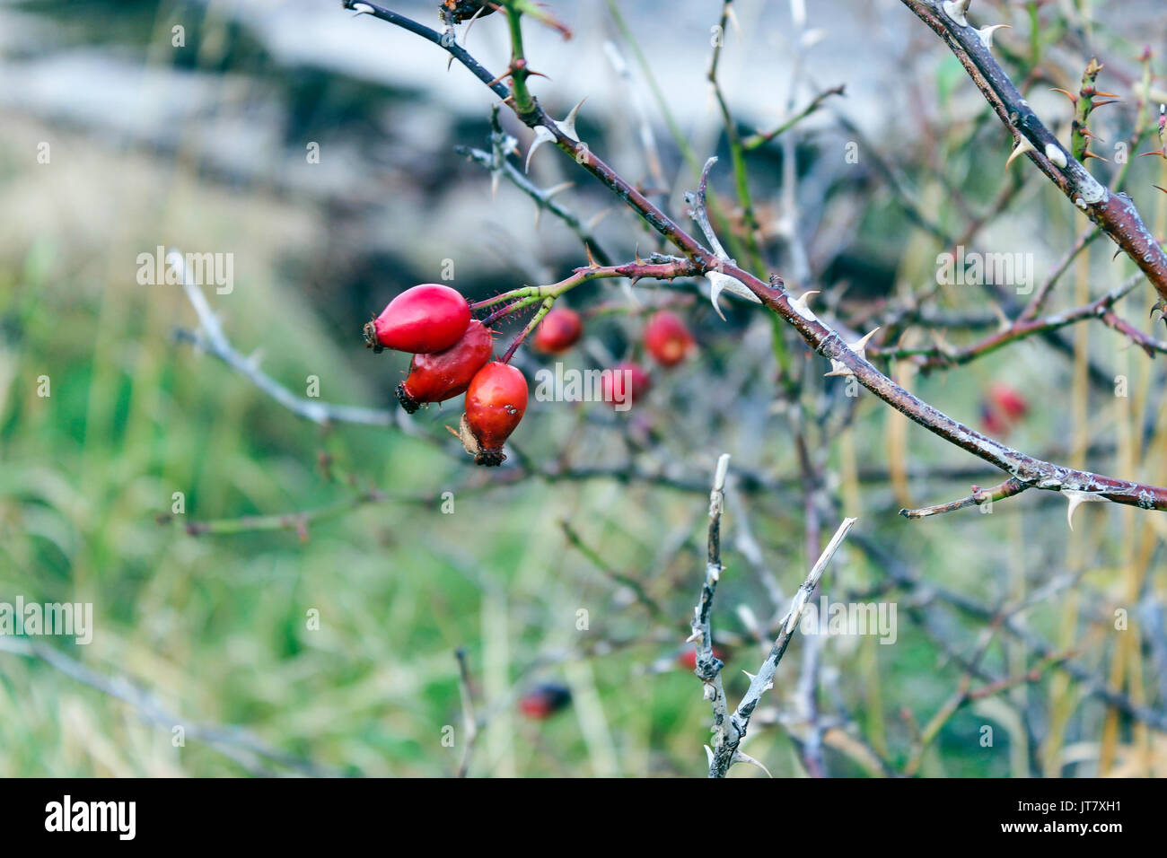 Nature, campagne, Foliage sauvage, baies rouges avec branches de Thorn, baies sauvages, gros plan de fleurs, branches, verdure, forêts, forêt Banque D'Images