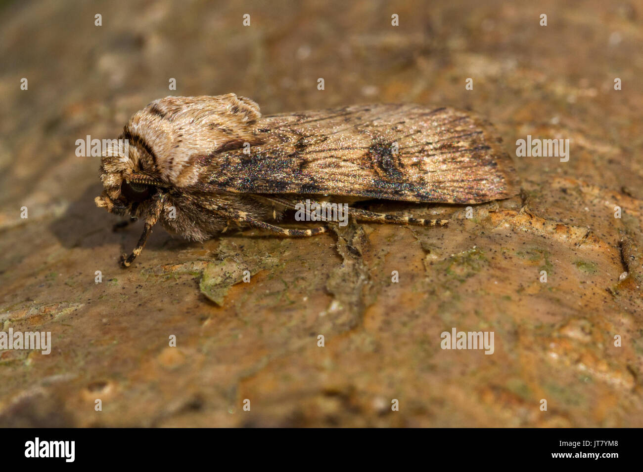 Royaume-uni : la faune en forme de navette dart (Agrotis puta) papillon posé sur un journal, Doncaster, Angleterre Banque D'Images