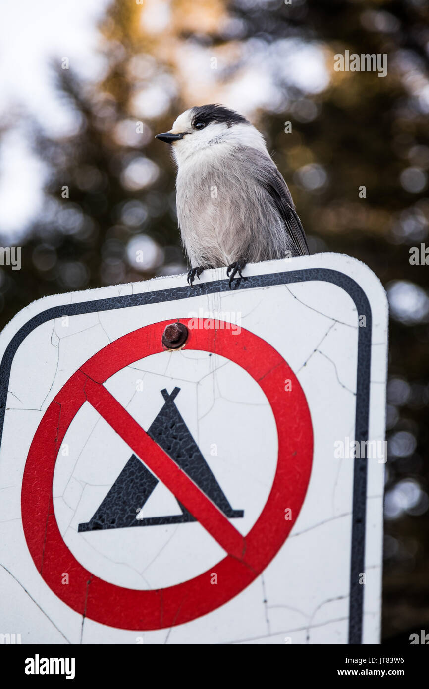 Pie-grièche migratrice sur une interdiction de faire signer Camping pendant l'hiver au Québec, Canada. Banque D'Images