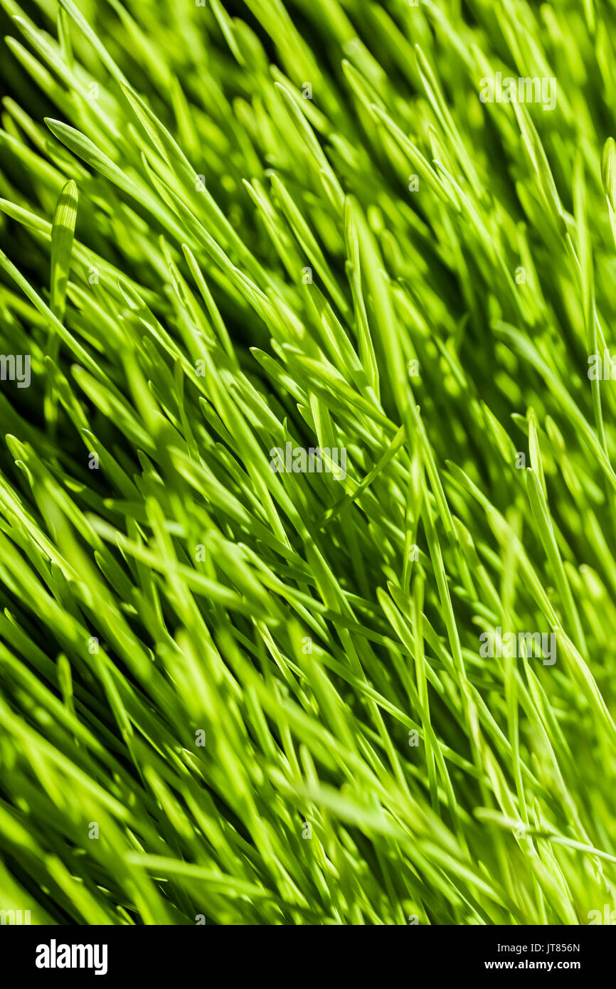 Abstract Macro Close-up de l'agropyre à maturité plus de détails Banque D'Images