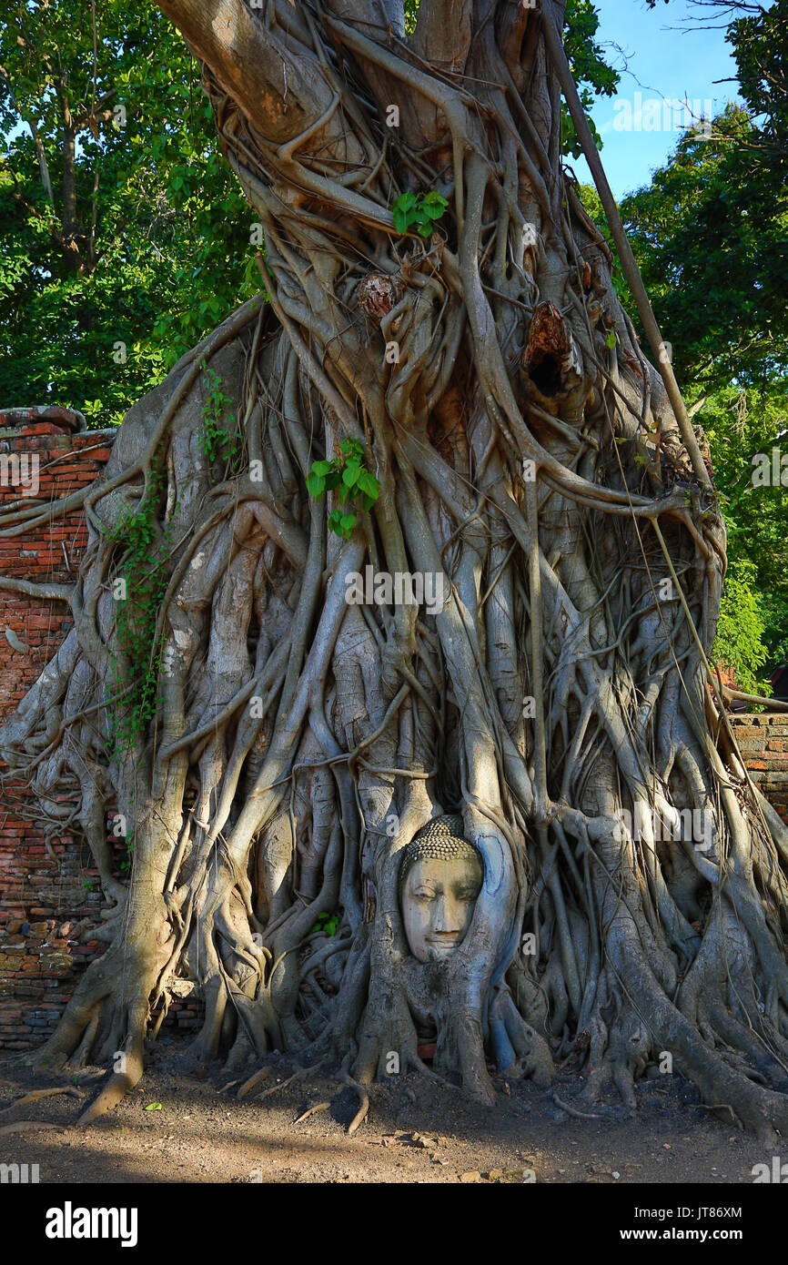 La tête en pierre d'une statue de Bouddha dans les racines d'un arbre de Bodhi dans Wat Mahathat, Ayutthaya, Thaïlande Banque D'Images