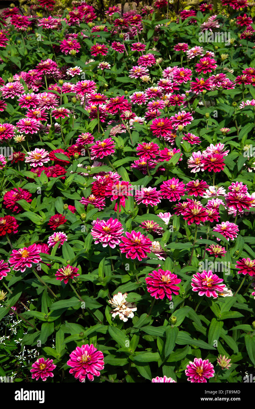 Zinnia Ondulation Framboise Banque D'Images