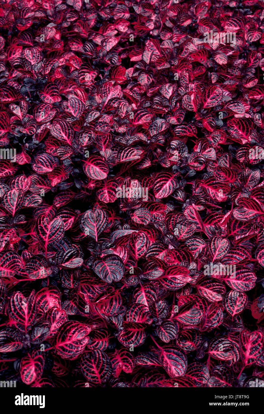 Les feuilles panachées rouge de cette plante coleus créer un fond floral coloré. Banque D'Images