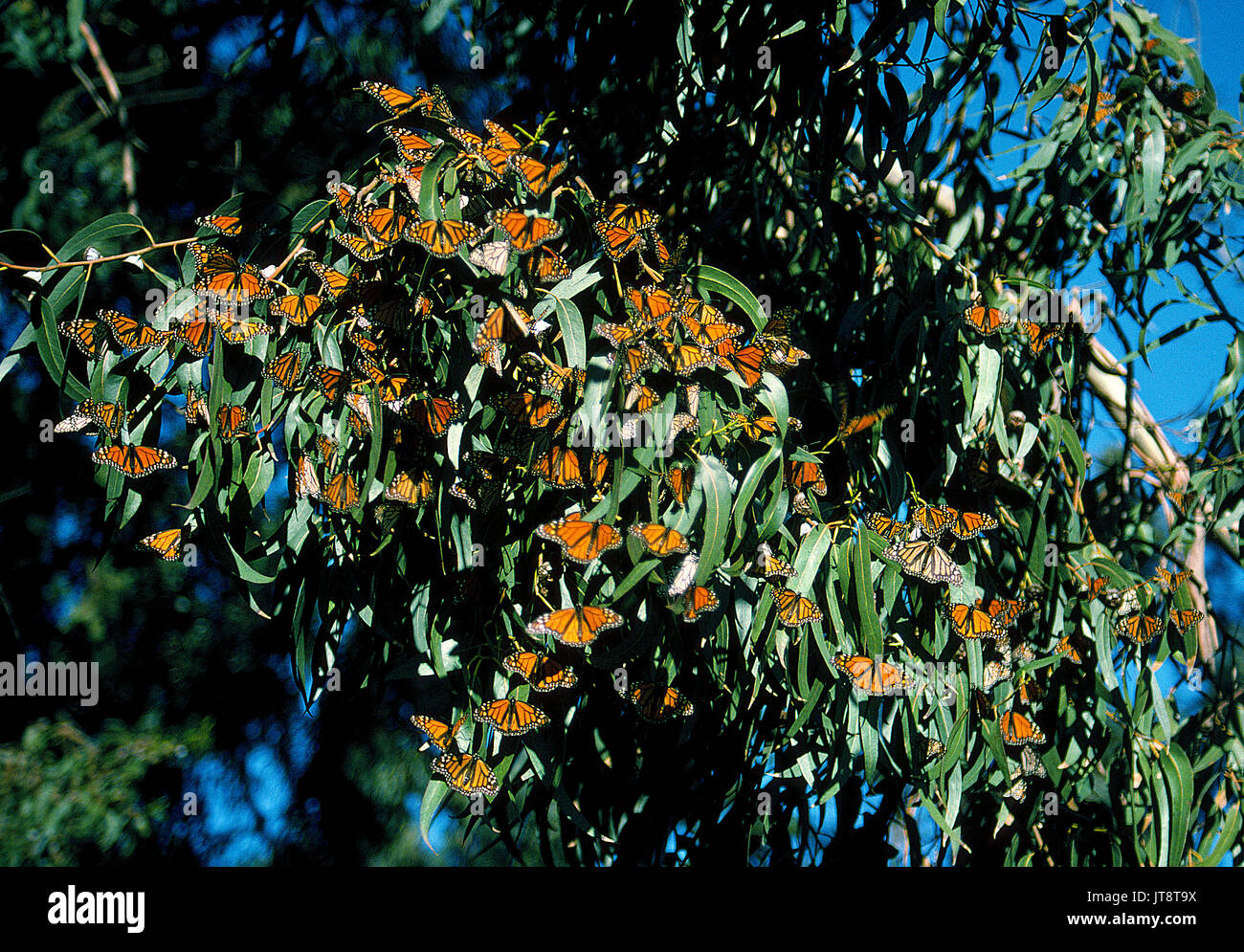 Noir et orange vif, le monarque (Danaus plexippus) cluster sur les feuilles vertes brillantes d'eucalyptus dans le Monarch Butterfly Grove le long de la route 1 à Pismo Beach, Californie, USA. Jusqu'à 20 000 de la belle des insectes ont été comptés dans cette nature préserver de la fin octobre à février après leur migration annuelle du Mexique. Banque D'Images