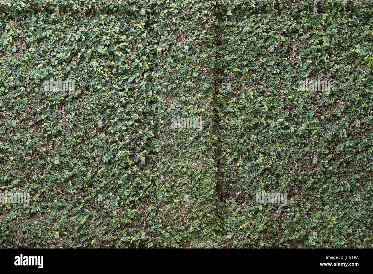 La texture du mur sur plante verte ou d'arrière-plan Banque D'Images