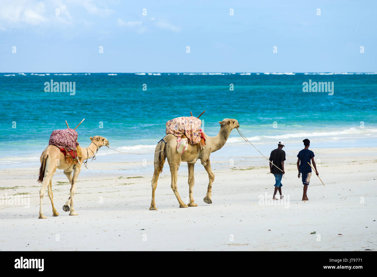 Les hommes à pied avec leurs chameaux le long du rivage de la plage de l'océan Indien avec en arrière-plan, Diani, Kenya Banque D'Images