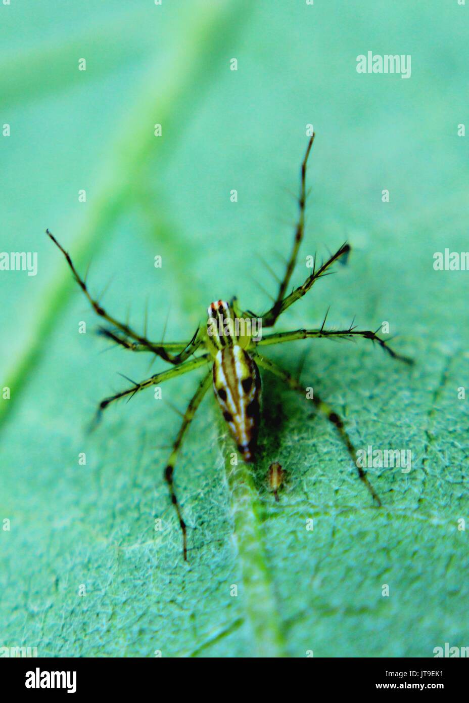 Close-up - macro - vue d'une petite araignée - insecte sur une feuille verte dans un jardin familial au Sri Lanka Banque D'Images