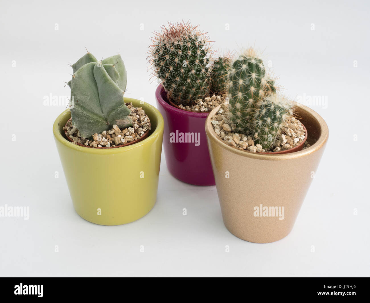 Petits cactus dans des pots avec garniture de paillis vermiculite Banque D'Images