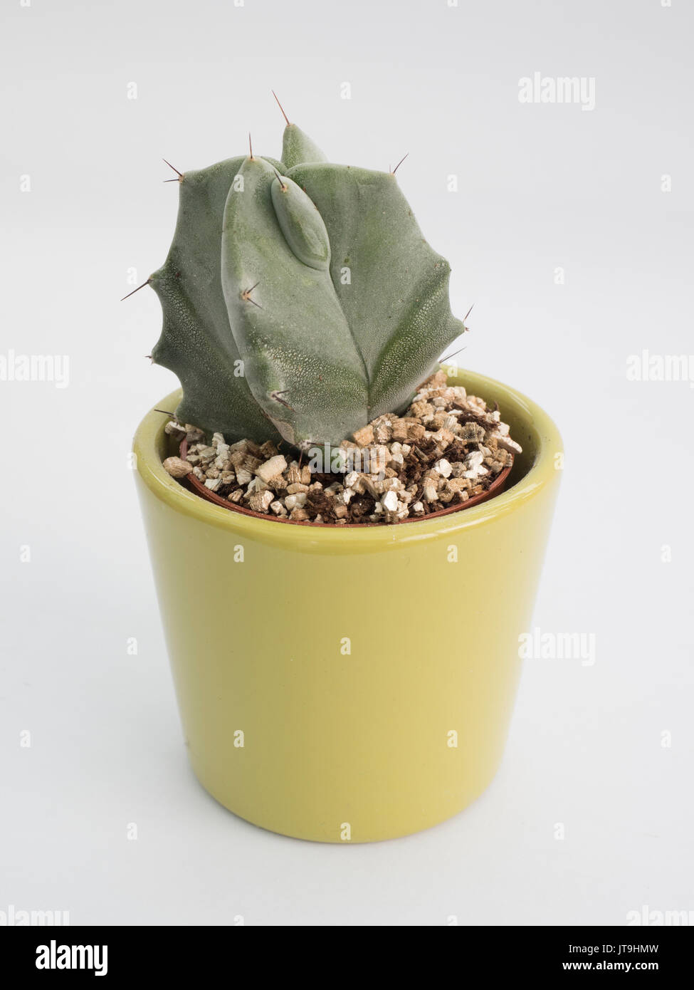 Plante d'intérieur de cactus dans un petit pot Banque D'Images
