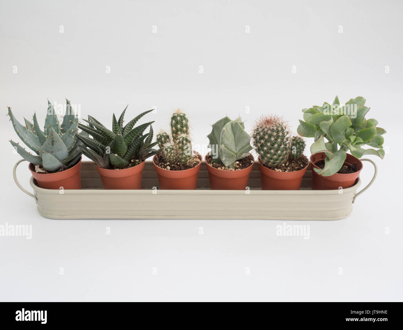 Plantes d'intérieur de cactus exposées dans un petit creux Banque D'Images