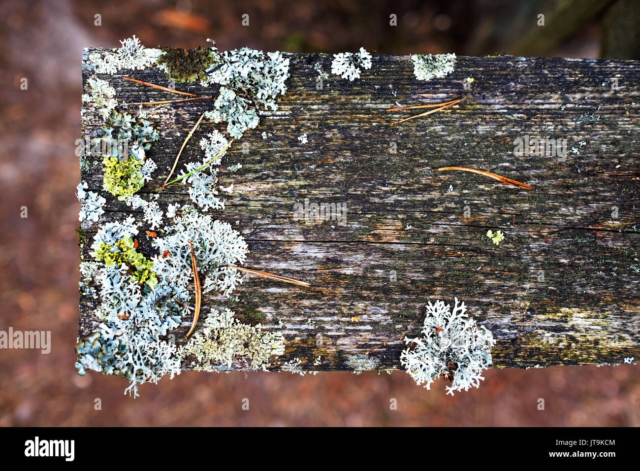 Vieux bois planche horizontale avec le lichen et les rayures contexte pour la conception et la décoration. Banque D'Images