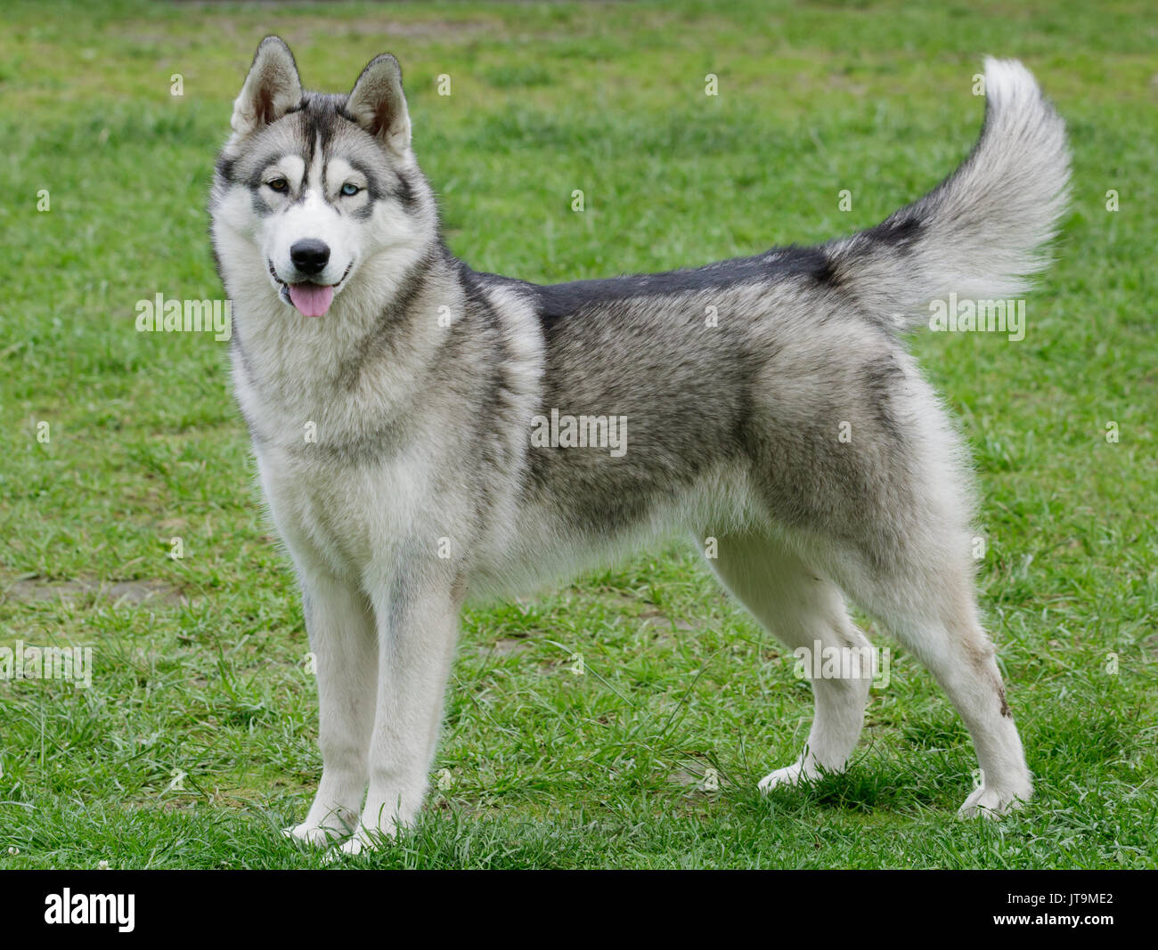 Portrait de beau chien husky de Sibérie. Banque D'Images