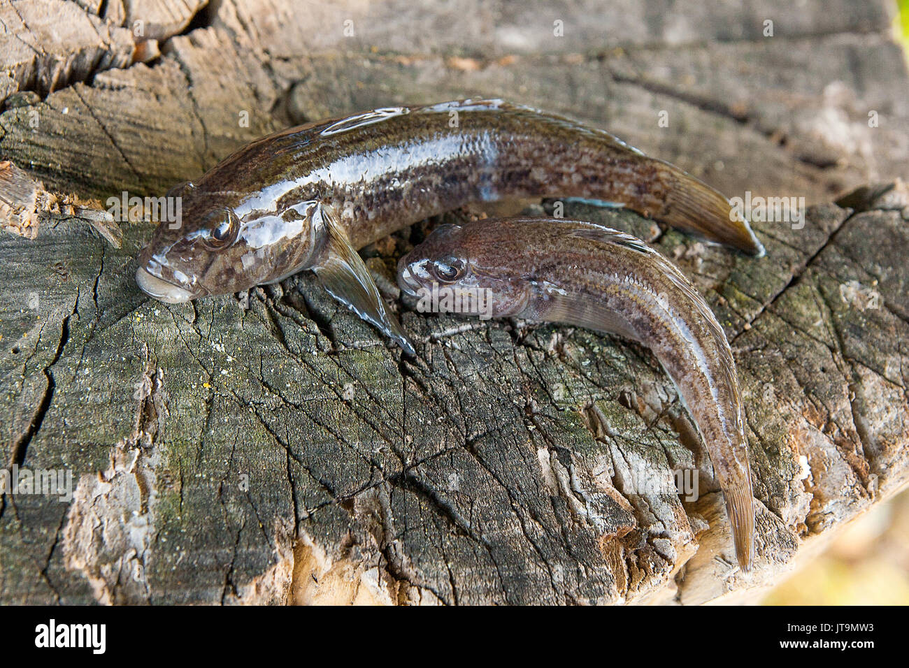 Poissons d'eau douce ou gobie barbotte poisson appelé Neogobius melanostomus et Neogobius fluviatilis pallasi juste pris de l'eau. Deux matières bullh Banque D'Images