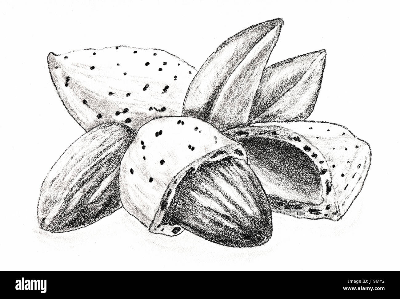 Amande Noix En Coque Dessin Au Crayon De La Main Sur Un Fond Blanc La Nourriture Dessert Produits Cosmetiques Photo Stock Alamy Amande Noix En Coque Dessin Au Crayon De La Main Sur Un Fond Blanc La Nourriture Dessert Produits Cosmetiques Photo Stock Alamy