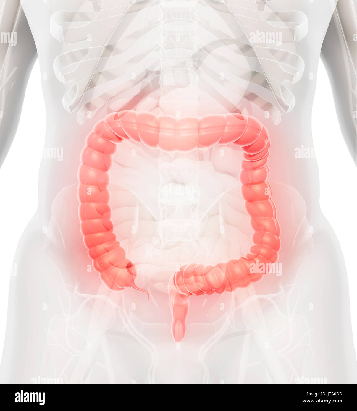 3D illustration de gros intestin, une partie du système digestif. Banque D'Images