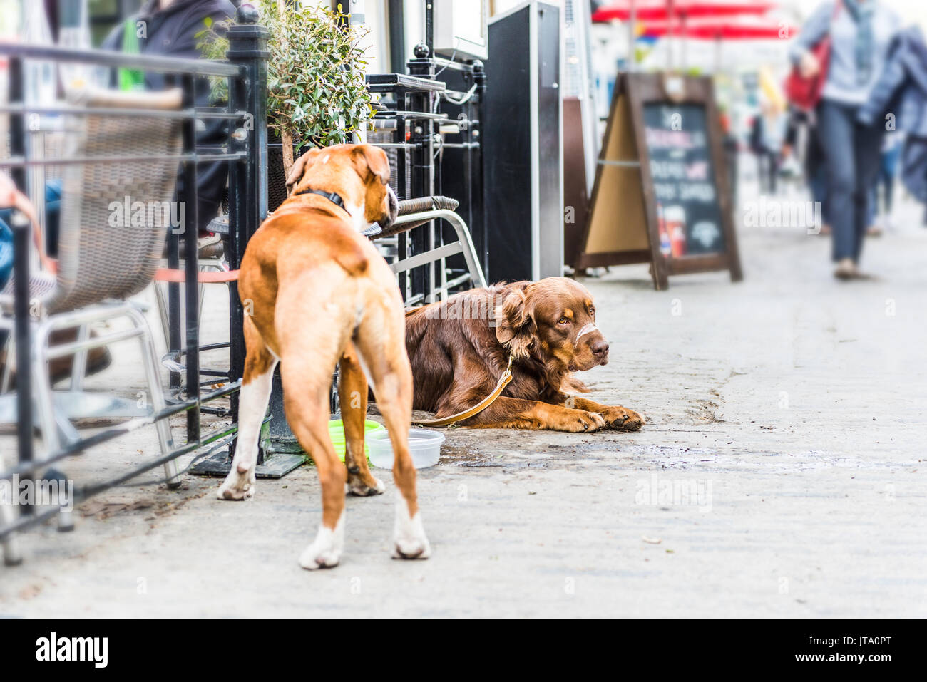 Deux chiens couché par restaurant avec bols de nourriture Banque D'Images