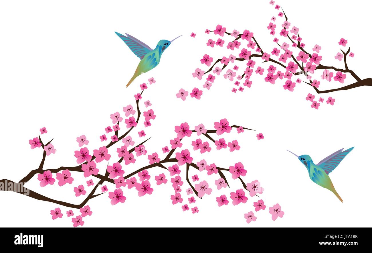 Vector illustration fleur de cerisier avec les colibris Illustration de Vecteur