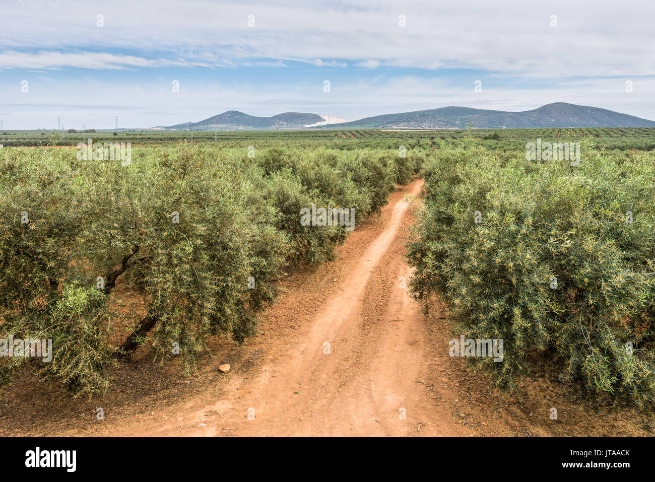 Plantation d'arbres d'olive avec une route de campagne passe creux en Espagne Banque D'Images