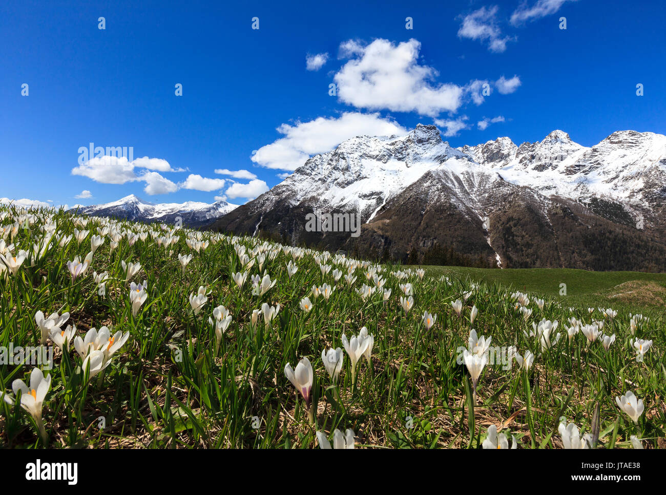 Vertes prairies couvertes de fleurs de crocus encadrée par des sommets enneigés au printemps, Zone Val Malenco de Barchi, Valtellina,, Lombardie, Italie, Europe Banque D'Images