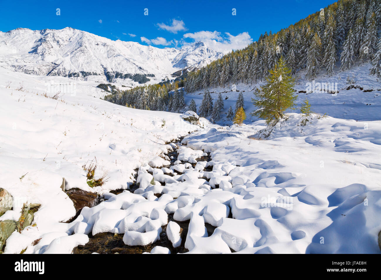 Vue aérienne de mélèzes et des montagnes couvertes de neige en automne, Vamlera cf alpina, vallée, Valtellina, Lombardie, Italie, Europe Banque D'Images
