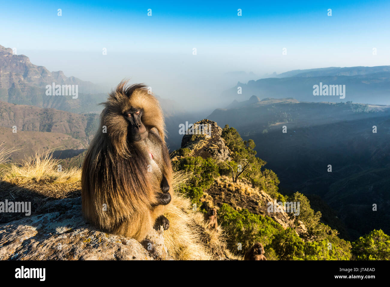 Gélada (Theropithecus gelada mâle) assis sur une falaise, le parc national des montagnes du Simien, Site du patrimoine mondial de l'UNESCO, l'Éthiopie, l'Afrique Banque D'Images