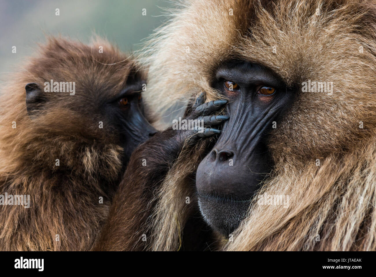 Le nettoyage d'un bébé babouin gelada mâle, parc national des montagnes du Simien, Site du patrimoine mondial de l'UNESCO, l'Éthiopie, l'Afrique Banque D'Images
