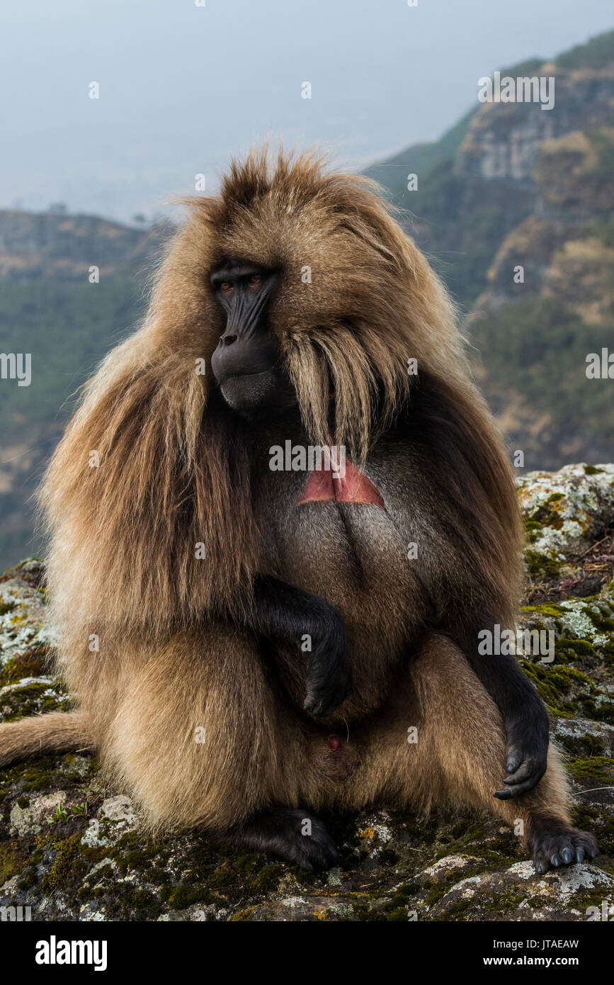 Gélada (Theropithecus gelada mâle) dans le parc national des montagnes du Simien, Site du patrimoine mondial de l'UNESCO, l'Éthiopie, l'Afrique Banque D'Images