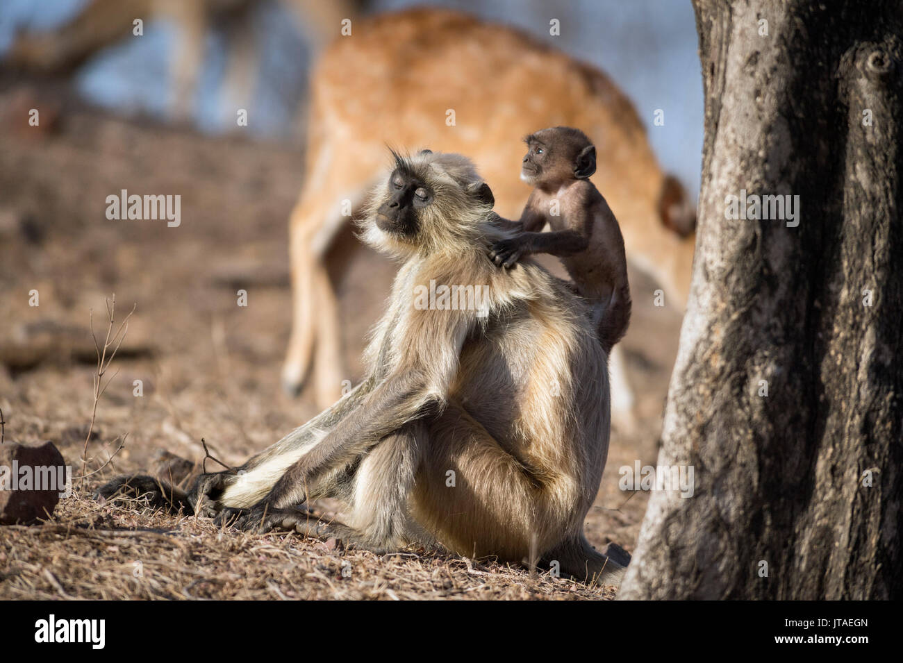 Animaux singe Langur monkey (Semnopithecus), Rajasthan, Inde, Asie Banque D'Images