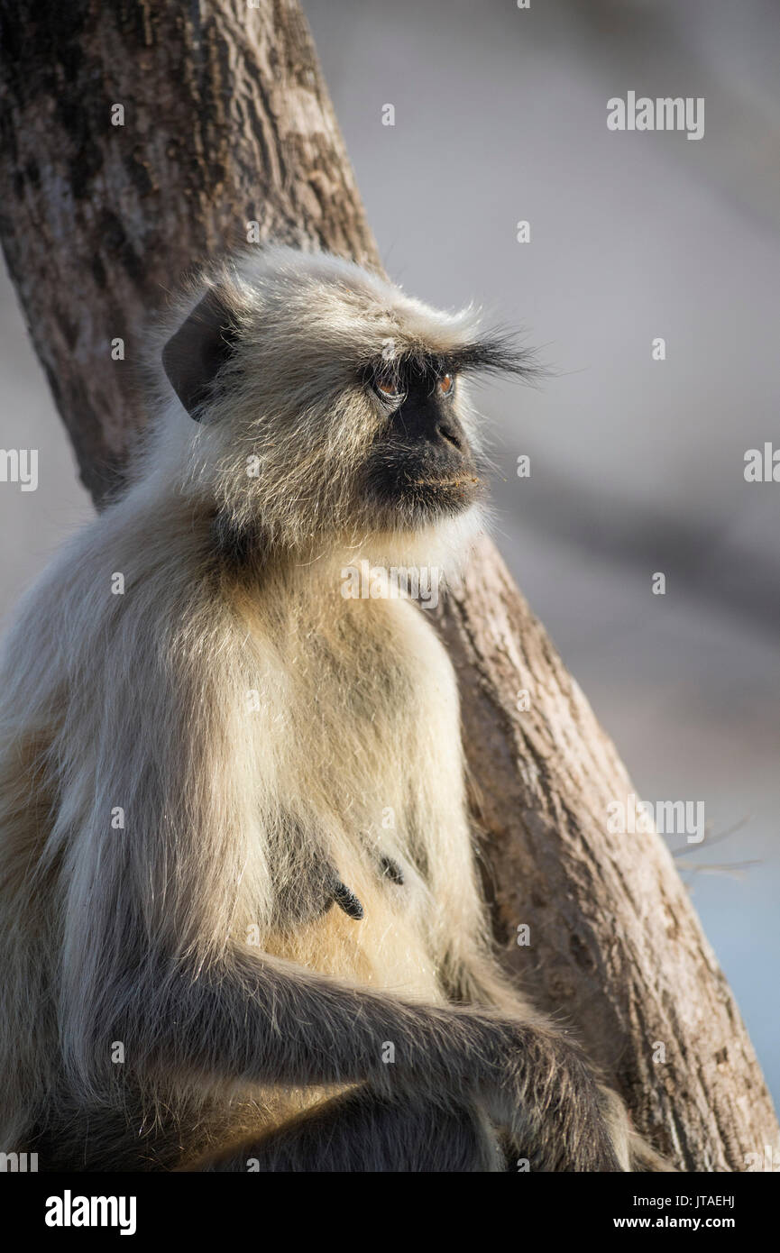 Animaux singe Langur monkey (Semnopithecus), Rajasthan, Inde, Asie Banque D'Images