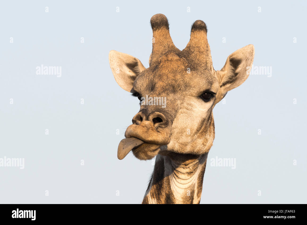 Portrait d'un sud de Girafe (Giraffa camelopardalis), Kalahari, Botswana, Africa Banque D'Images