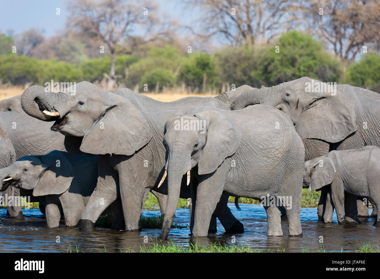 Les éléphants d'Afrique (Loxodonta africana) de boire à la rivière Khwai, Botswana, Africa Banque D'Images