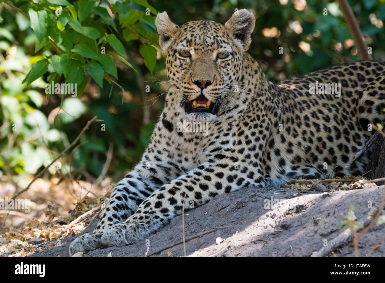 Un léopard (Panthera pardus) reposant à l'ombre, Botswana, Africa Banque D'Images