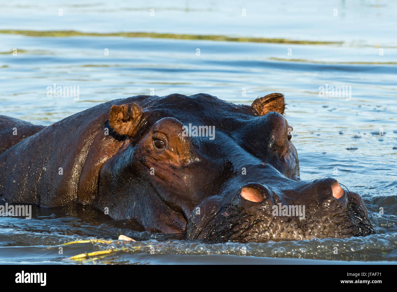 Un Hippopotame (Hippopotamus amphibius), dans le Delta de l'Okavango regardant la caméra, Botswana, Africa Banque D'Images