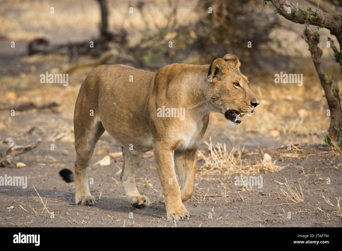 Une lionne (Panthera leo) marche, Botswana, Africa Banque D'Images