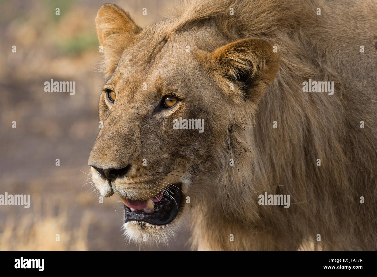 Portrait of a male lion (Panthera leo), le Botswana, l'Afrique Banque D'Images
