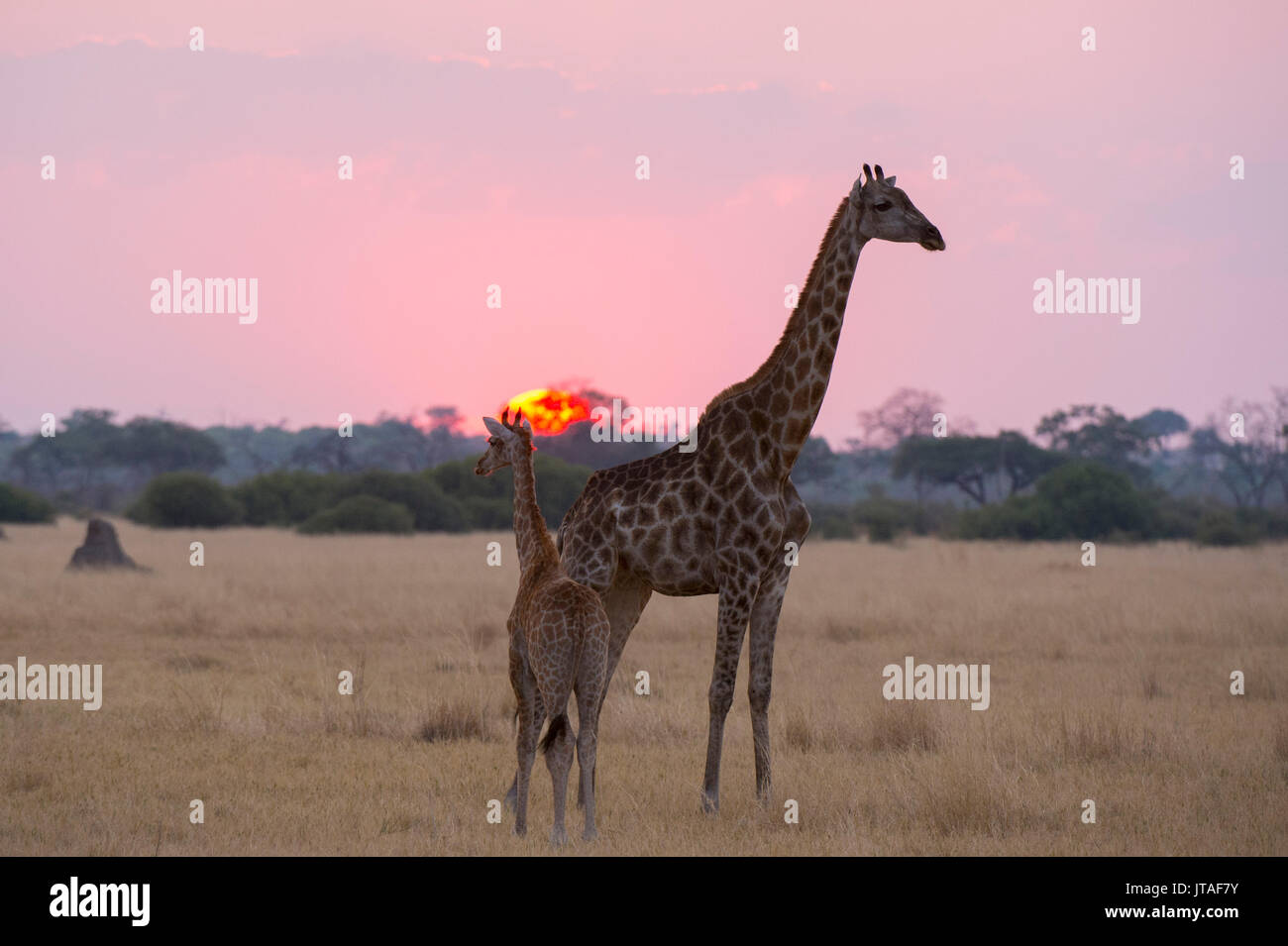 Une girafe avec son bébé (Giraffa camelopardalis) au coucher du soleil, le Botswana, l'Afrique Banque D'Images