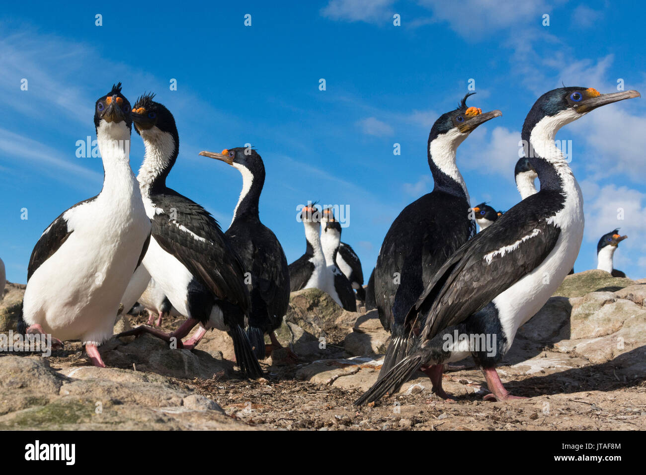Une colonie de cormorans impériaux (Leucocarbo atriceps), îles Malouines, l'Amérique du Sud Banque D'Images