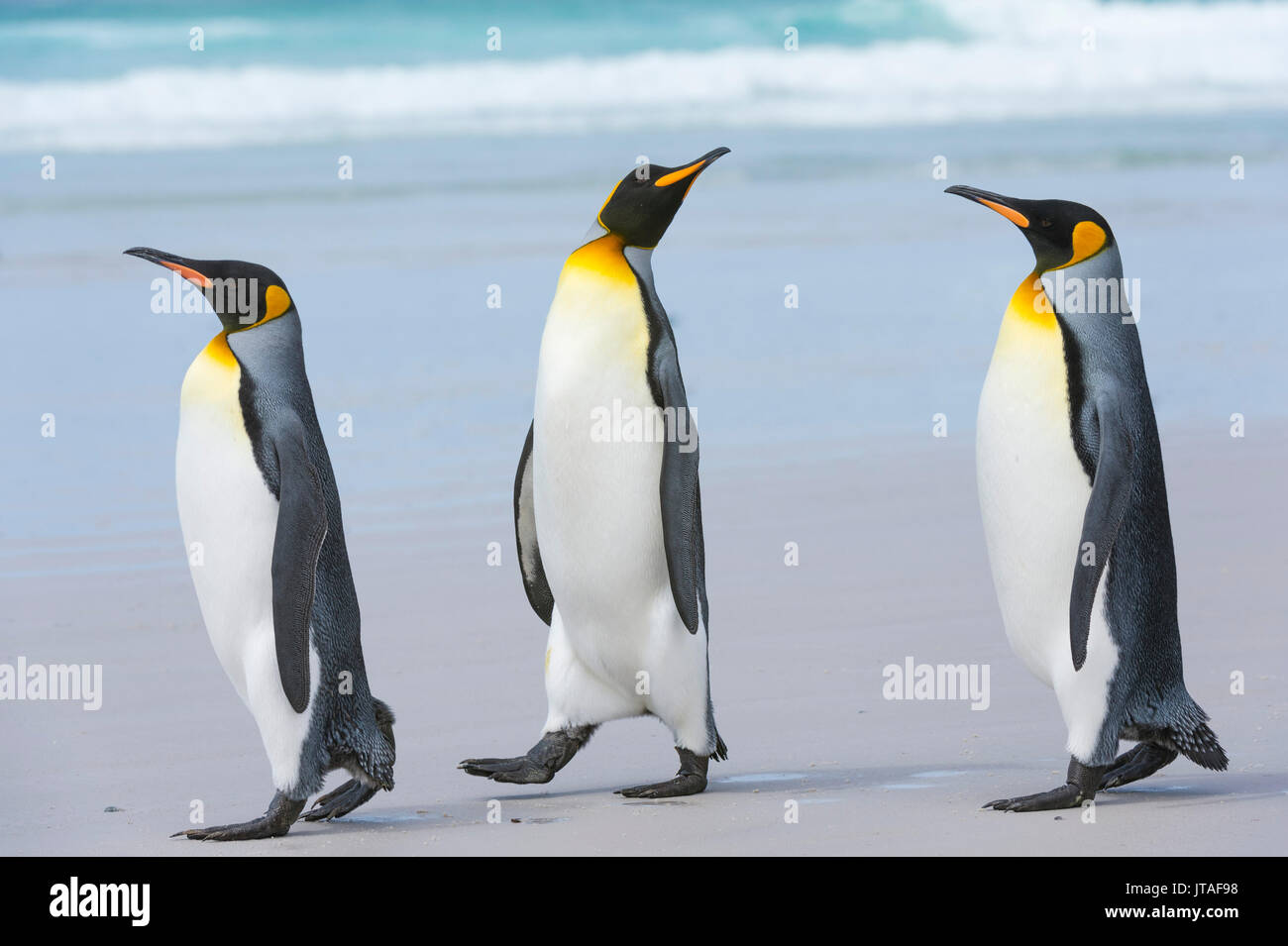 Sitemapcdatahttpsshopinf Inetcomimage De Manchot Sur Une Plage