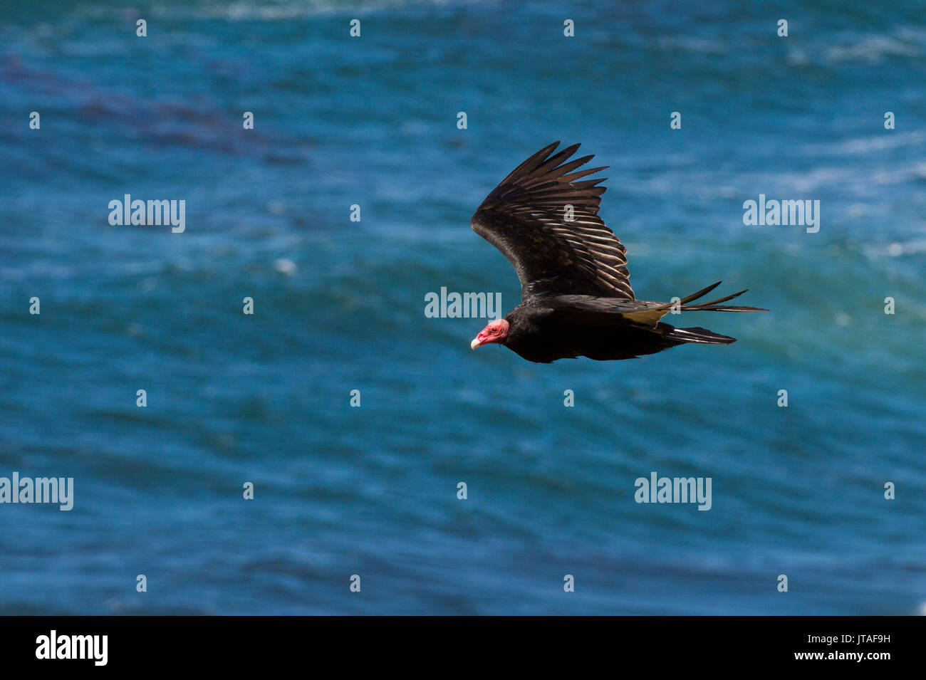 Un urubu à tête rouge (Cathartes aura) en vol, des îles Malouines, l'Amérique du Sud Banque D'Images