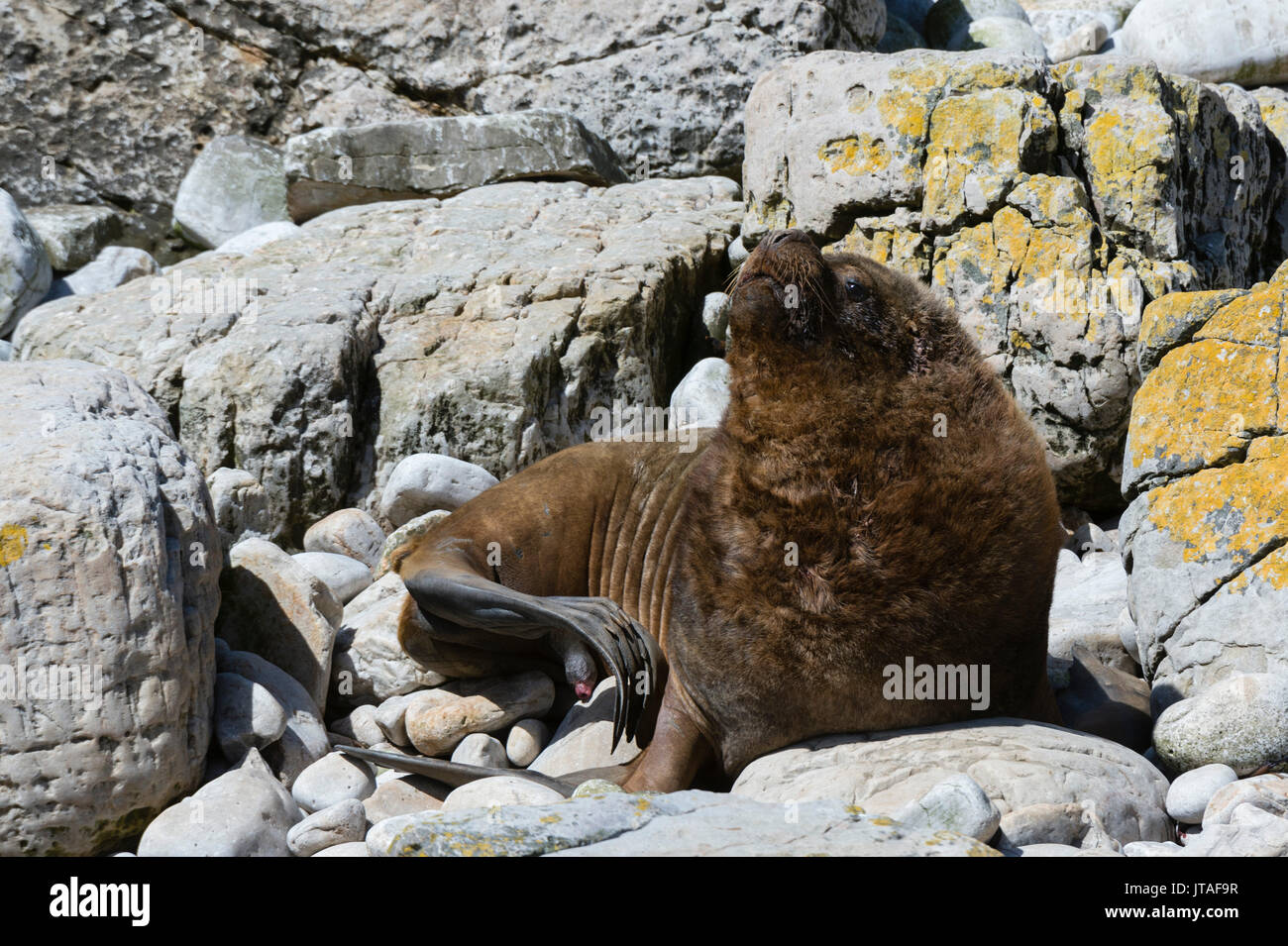 Un homme lion de mer du Sud (Otaria flavescens), îles Malouines, l'Amérique du Sud Banque D'Images