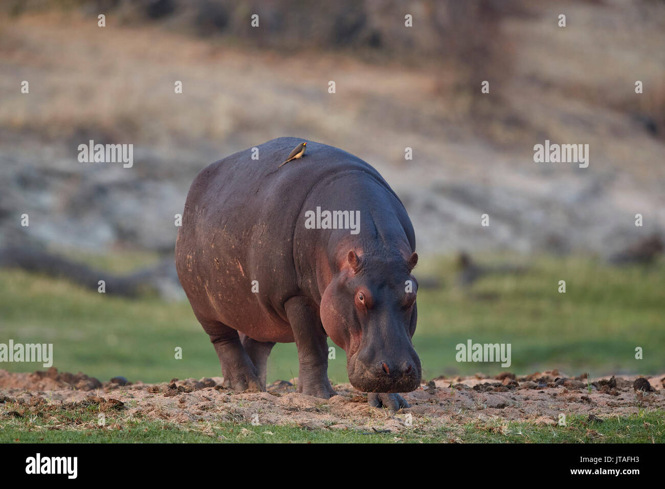 Hippopotame (Hippopotamus amphibius), le Ruaha National Park, la Tanzanie, l'Afrique de l'Est, l'Afrique Banque D'Images