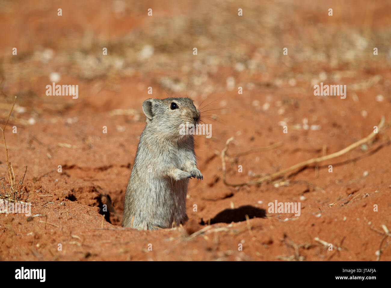 Sifflement de Brent Parotomys brantsii (rat), Kgalagadi Transfrontier Park, Afrique du Sud, l'Afrique Banque D'Images