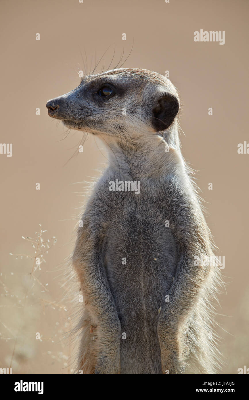 Meerkat () suricate (Suricata suricatta), Kgalagadi Transfrontier Park, Afrique du Sud, l'Afrique Banque D'Images