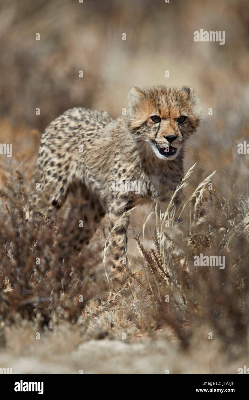 Le Guépard (Acinonyx jubatus) cub, Kgalagadi Transfrontier Park, Afrique du Sud, l'Afrique Banque D'Images