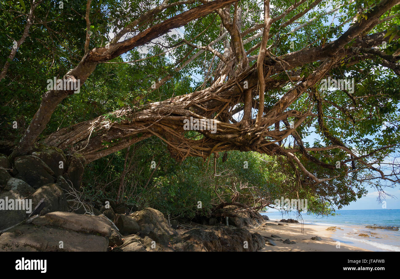 Forêt tropicale sur l'île de Ko Ra montrant une strangulation (Fig Ficus sp.) poussant le long d'un arbre, le sud de la Thaïlande. Banque D'Images