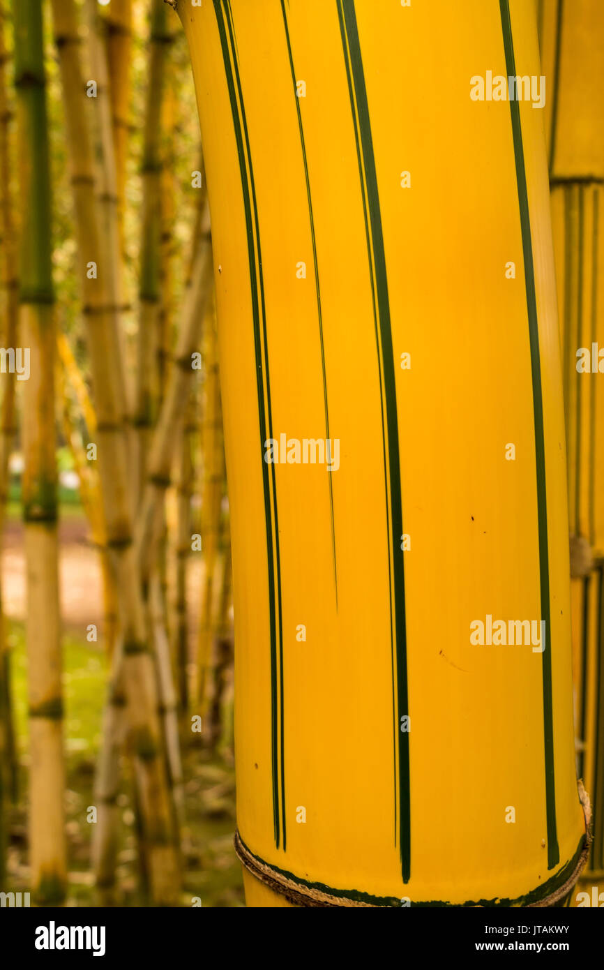 Détail du tronc d'un bambou plante dans la nature. Base jaune vif avec des lignes vertes. Banque D'Images