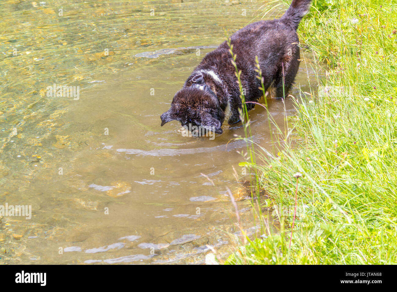 Plongée chien après pierre. Funny dog est à la recherche d'un rocher que jeter dans le lac de propriétaire. Les plongées de chien avec sa tête dans l'eau et agit comme plongeur professionnel Banque D'Images