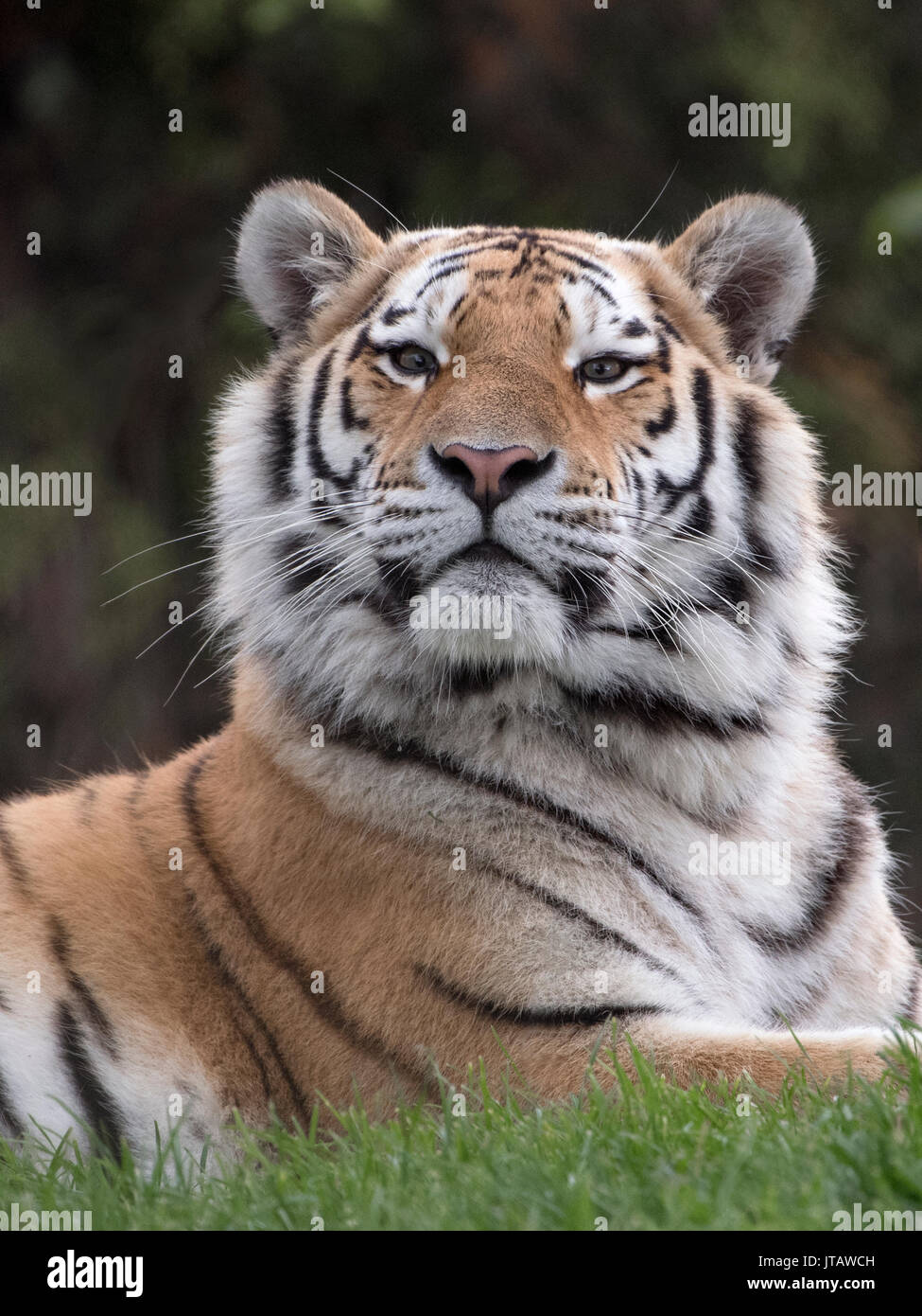 Homme Amur tiger à regal Banque D'Images